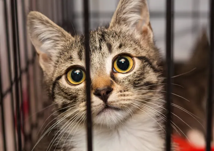 Zdjęcie kota wewnątrz klatki
