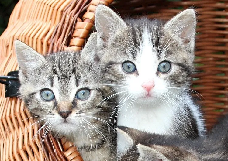 Zdjęcie małych kotów w koszyku